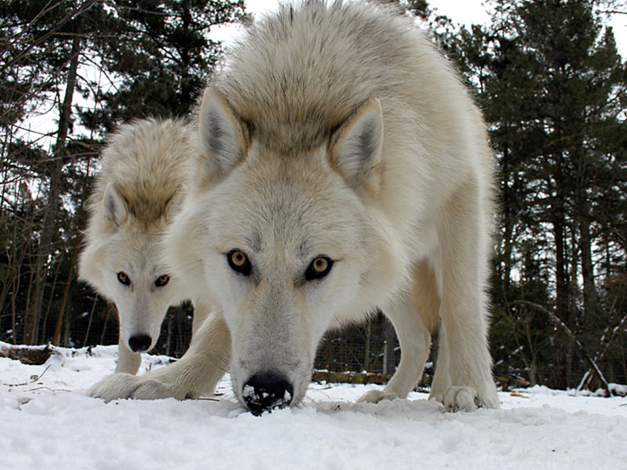 GarLyn Zoo wolf exhibit