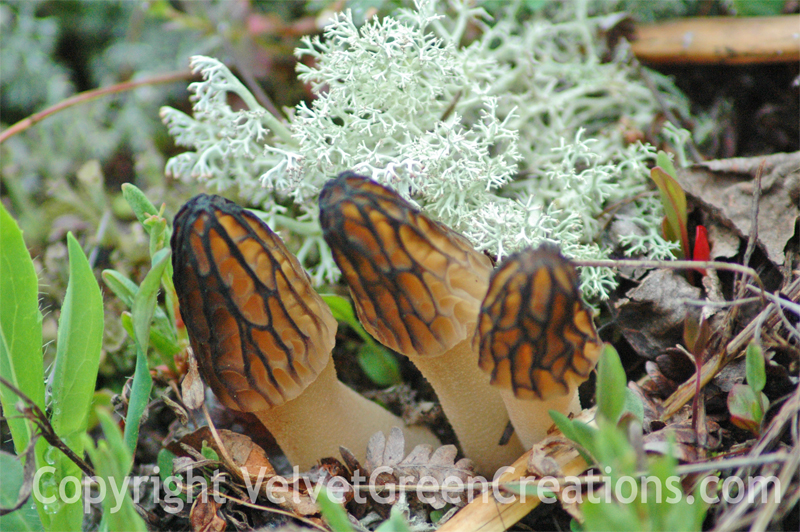 Morel Mushrooming