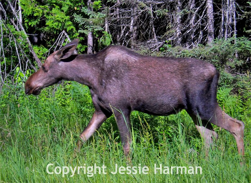 Moose Capital