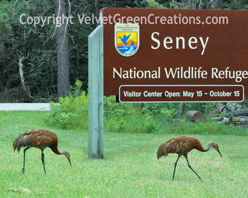 Seney Wildlife Refuge